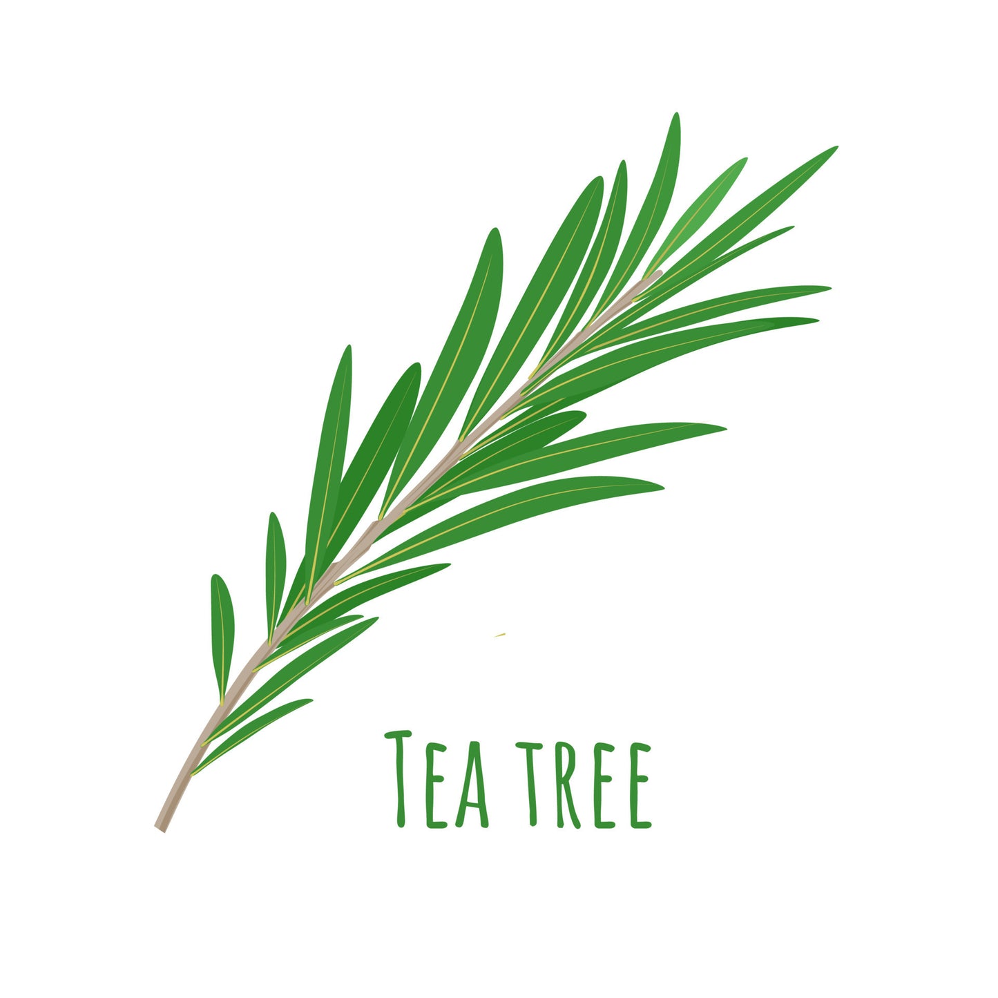 Óleo Essencial de Tea Tree