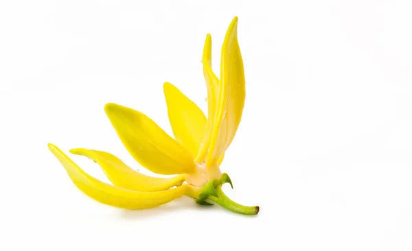 Óleo Essencial de Ylang Ylang